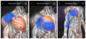 Pain and Referral patterns of Pec Major muscle. Source - Real Bodywork